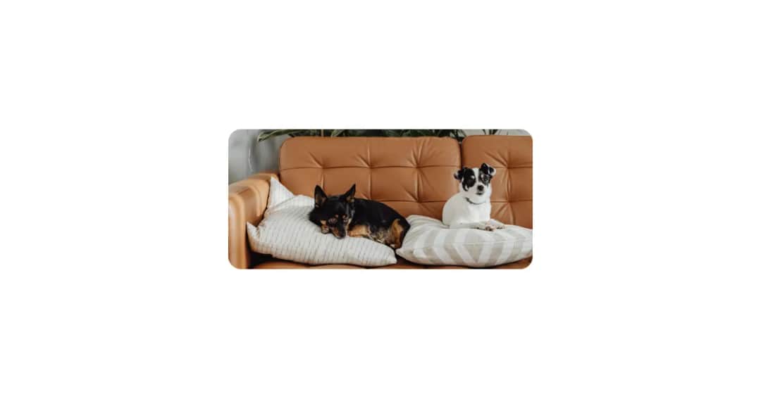 Skuteczne sposoby, jak zabezpieczyć kanapę przed psem i jego zniszczeniami