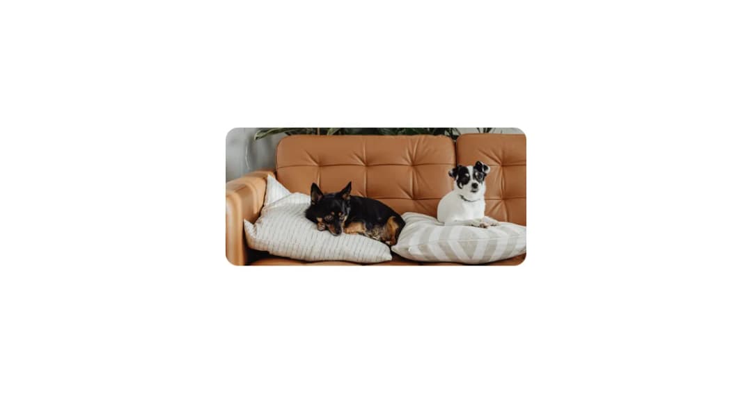 Skuteczne sposoby, jak zabezpieczyć kanapę przed psem i jego zniszczeniami